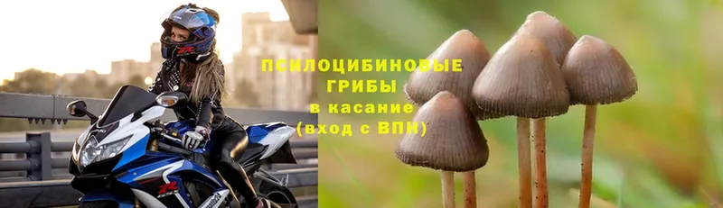 Псилоцибиновые грибы Magic Shrooms  где продают наркотики  Орёл 